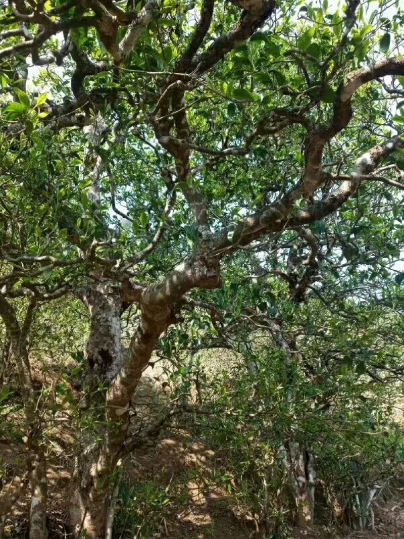 云南省临沧市永德县小勐统梅子箐古树茶