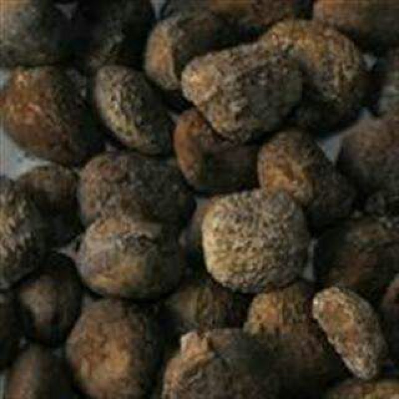 油桐苗又名桐油子，成活率特高，投资小，回报大，需要的赶紧
