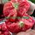 普罗旺斯大果口感西红柿种子苗子沙瓤四季西红柿种子大番茄苗