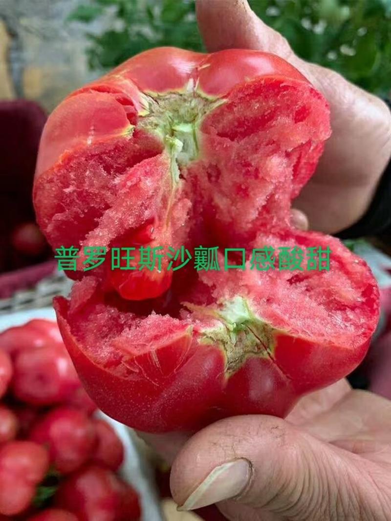 普罗旺斯种子口感西红柿种子草莓番茄种子铁皮柿子种子