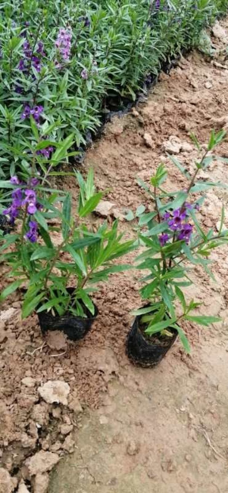 多年生香彩雀花型小巧，观赏期长耐高温易成活。