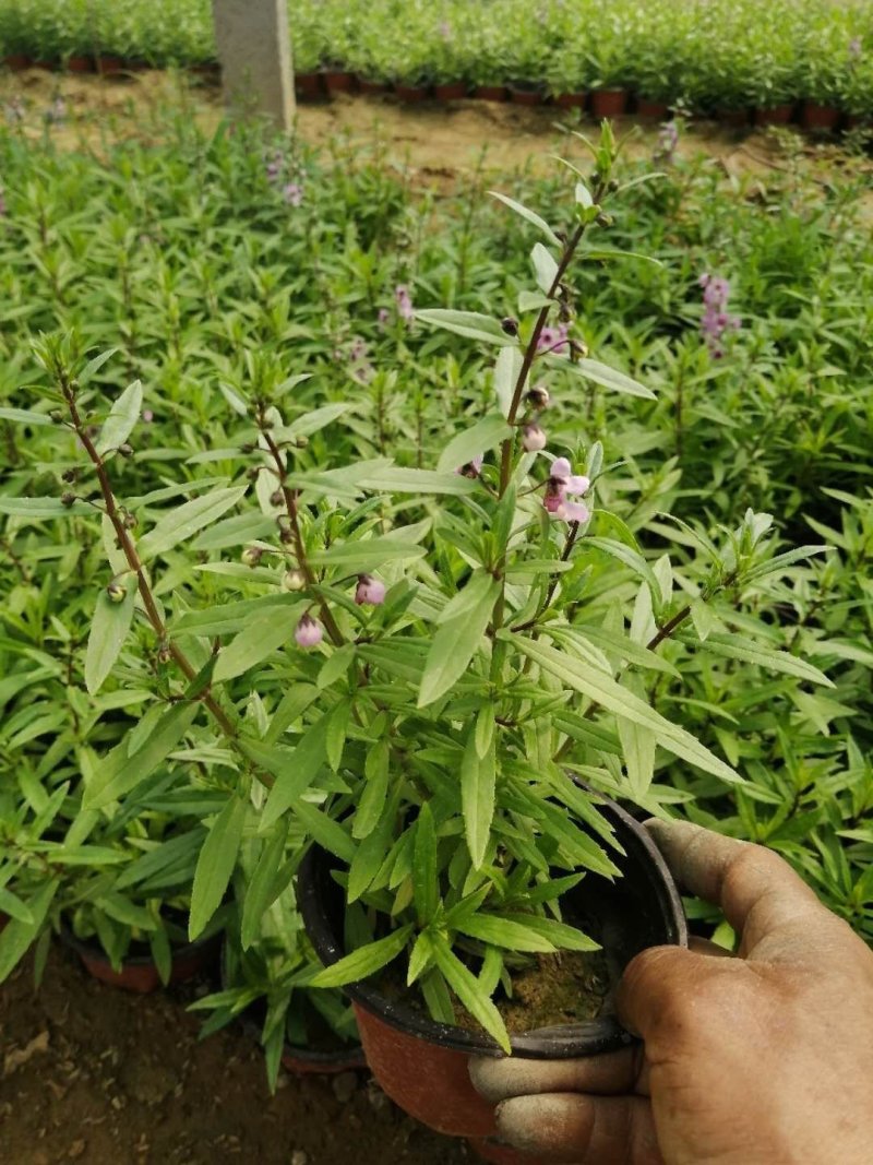多年生香彩雀花型小巧，观赏期长耐高温易成活。