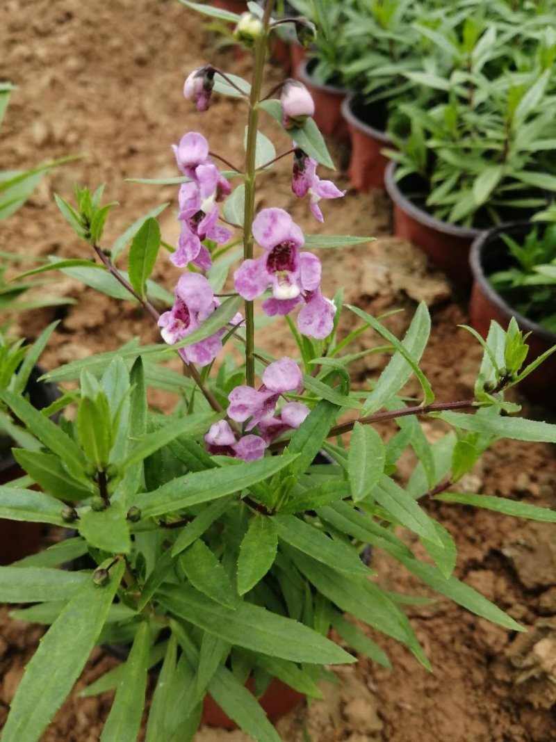 多年生香彩雀花型小巧，观赏期长耐高温易成活。