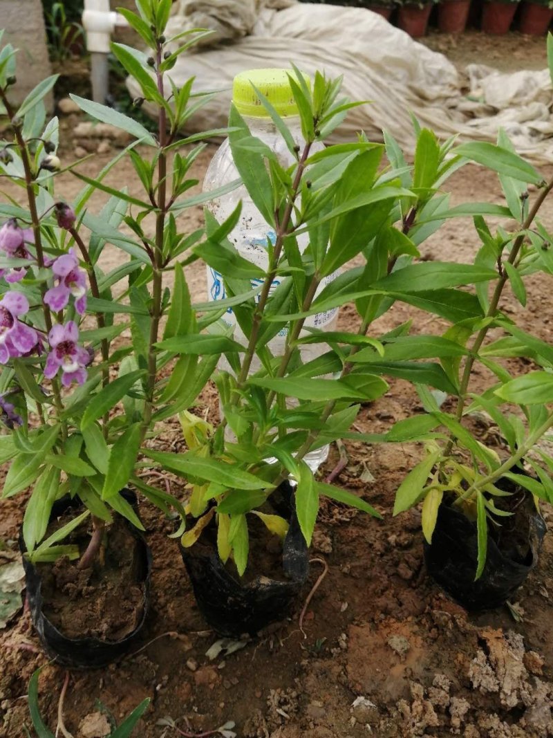 多年生香彩雀花型小巧，观赏期长耐高温易成活。
