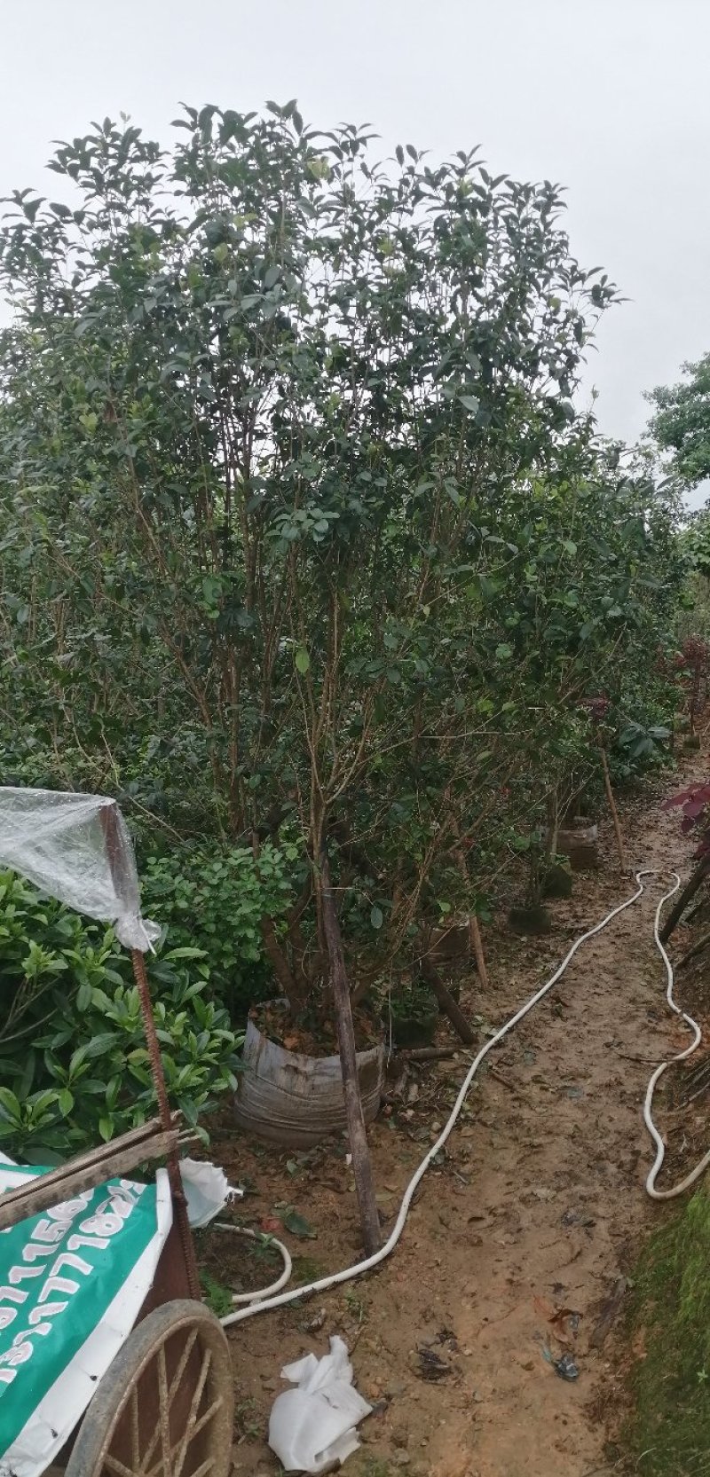 丛生桂花假植苗高2.5～3米冠2.5米