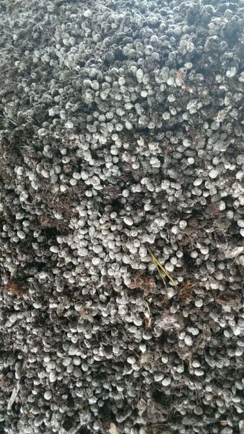 精选华顺生态牧场大量羊粪出售疏松土壤纯羊粪