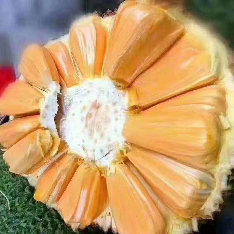 菠萝蜜代办，免费换越南盾，代卖各种水果。
