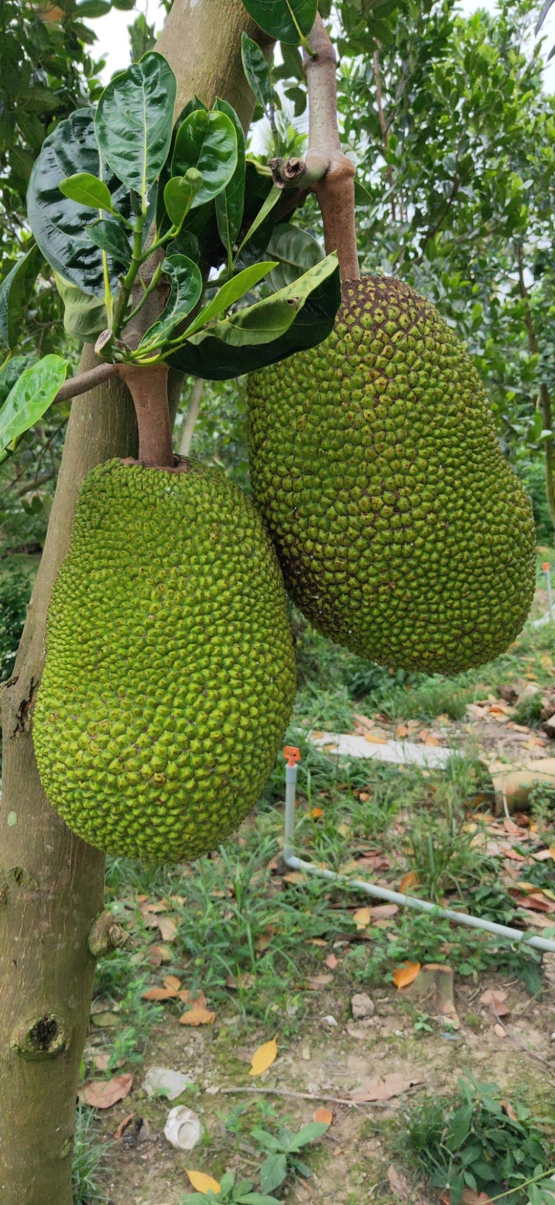 菠萝蜜代办，免费换越南盾，代卖各种水果。