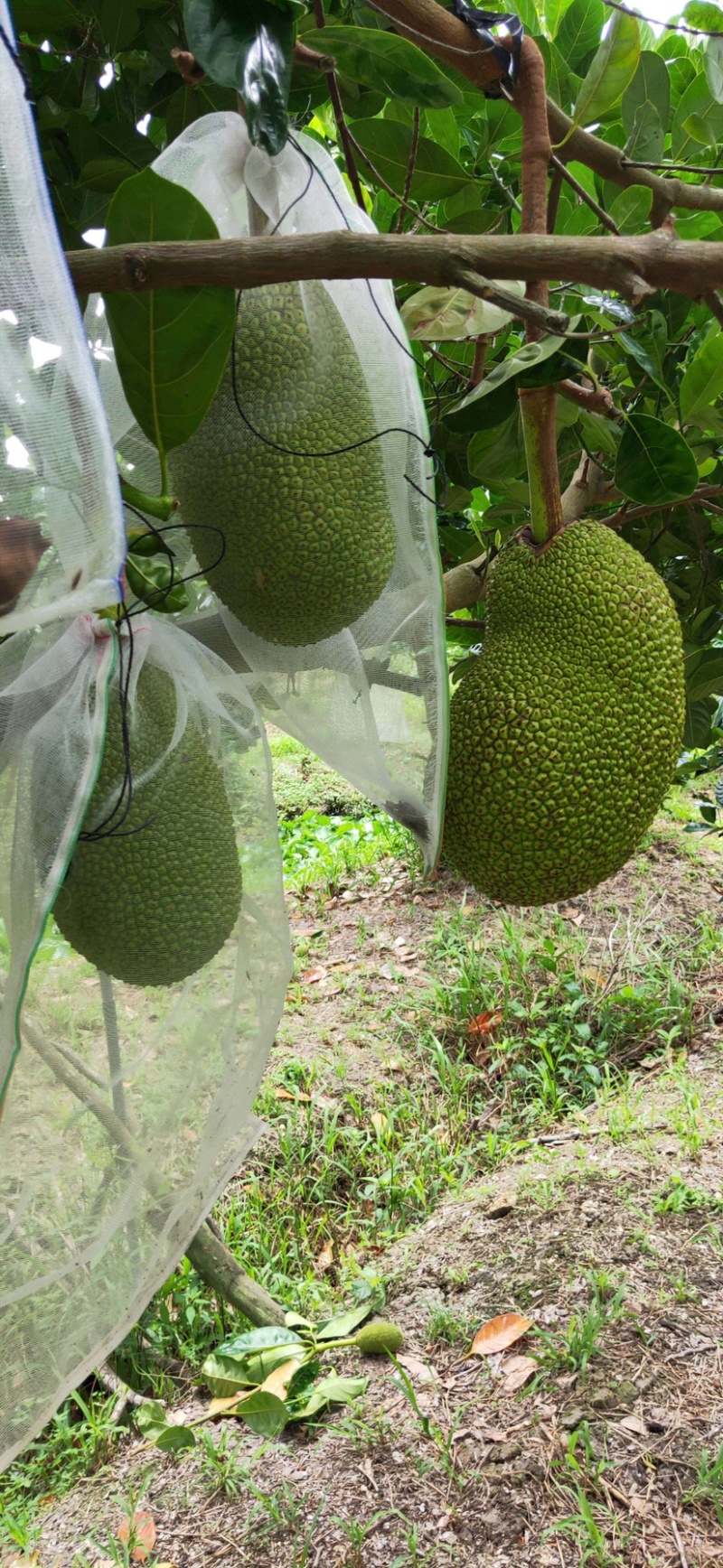 菠萝蜜代办，免费换越南盾，代卖各种水果。