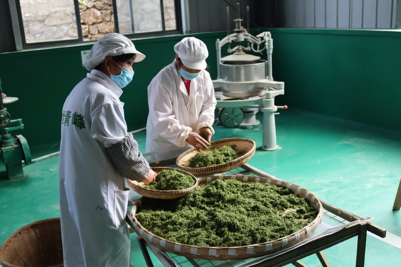 贵州朵贝茶2020新茶一件代发