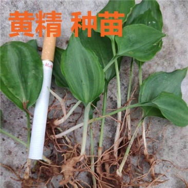 精品黄精种苗大量供应量大优惠