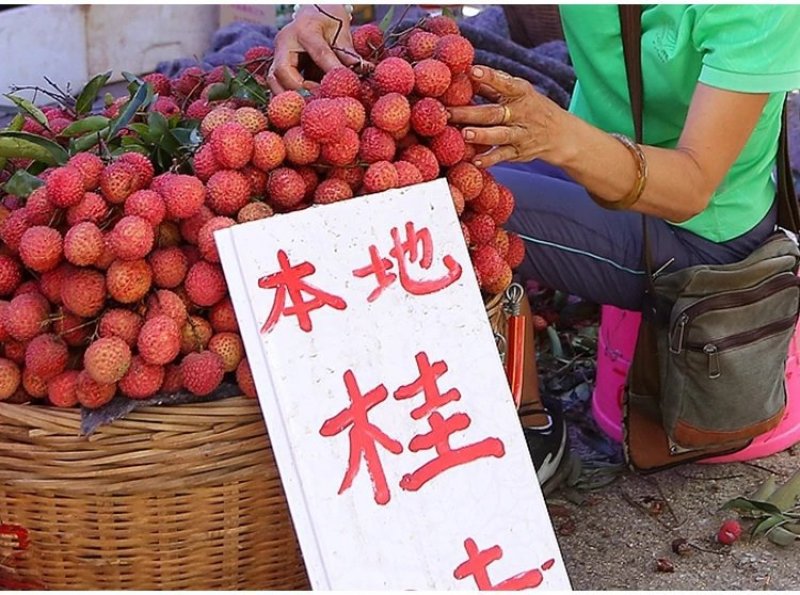 桂味荔枝苗味道香甜美味当年种当年结果