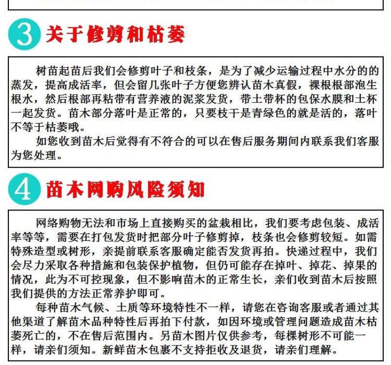 桂味荔枝苗味道香甜美味当年种当年结果