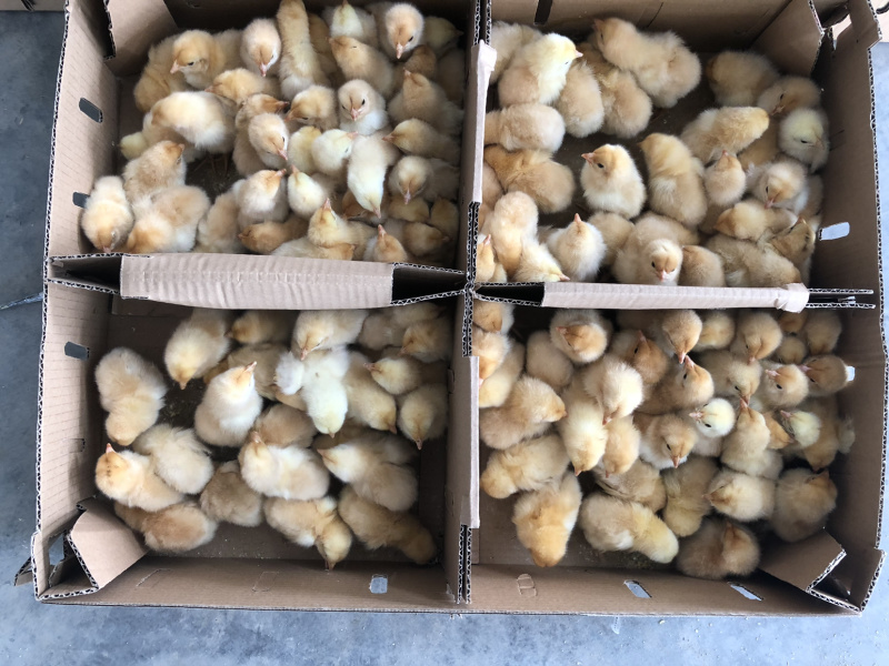 批发麻鸡三黄鸡红毛大公鸡乌肥鸡杂交鸡红玉红肥鸡等鸡苗