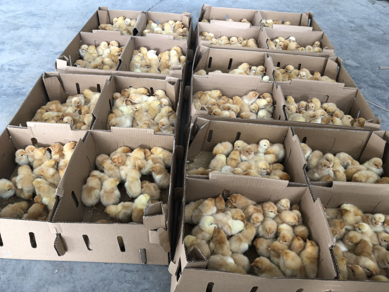 批发麻鸡三黄鸡红毛大公鸡乌肥鸡杂交鸡红玉红肥鸡等鸡苗