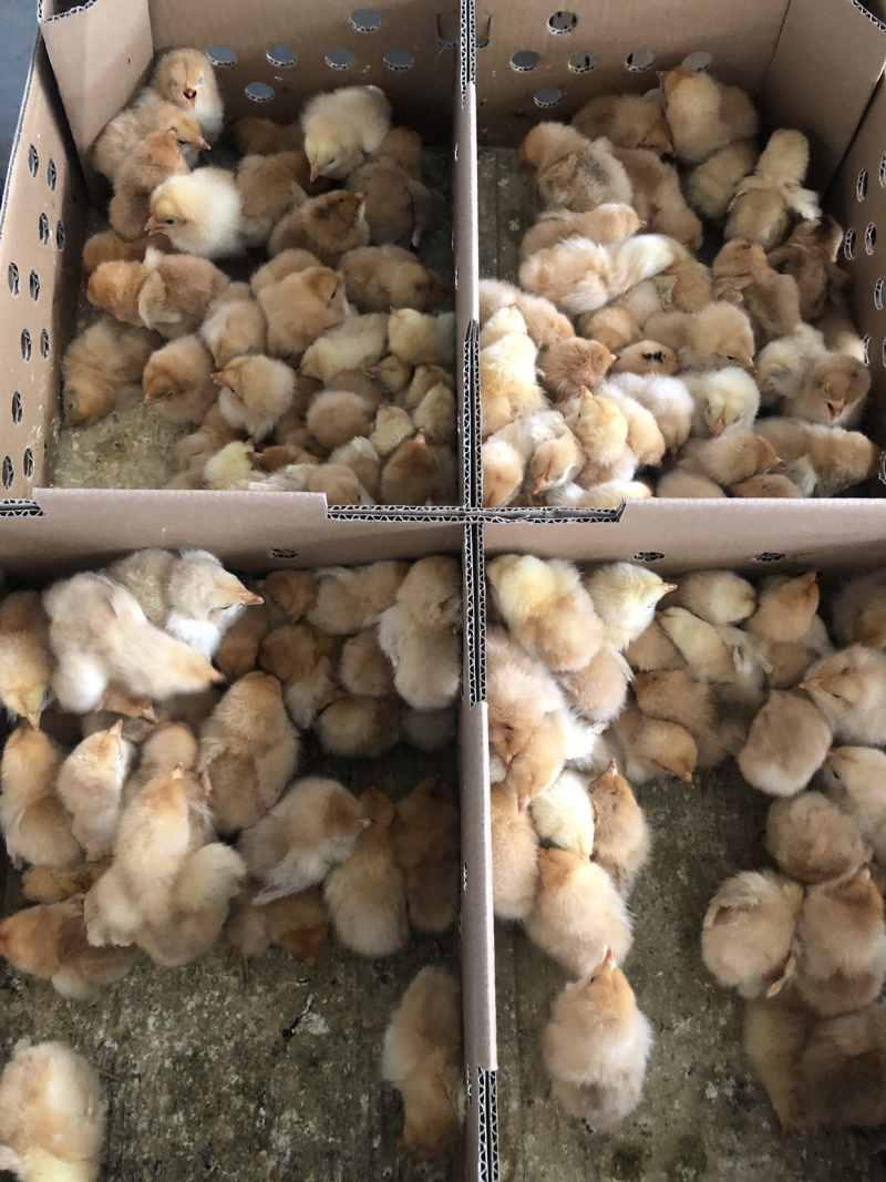 批发麻鸡三黄鸡红毛大公鸡乌肥鸡杂交鸡红玉红肥鸡等鸡苗