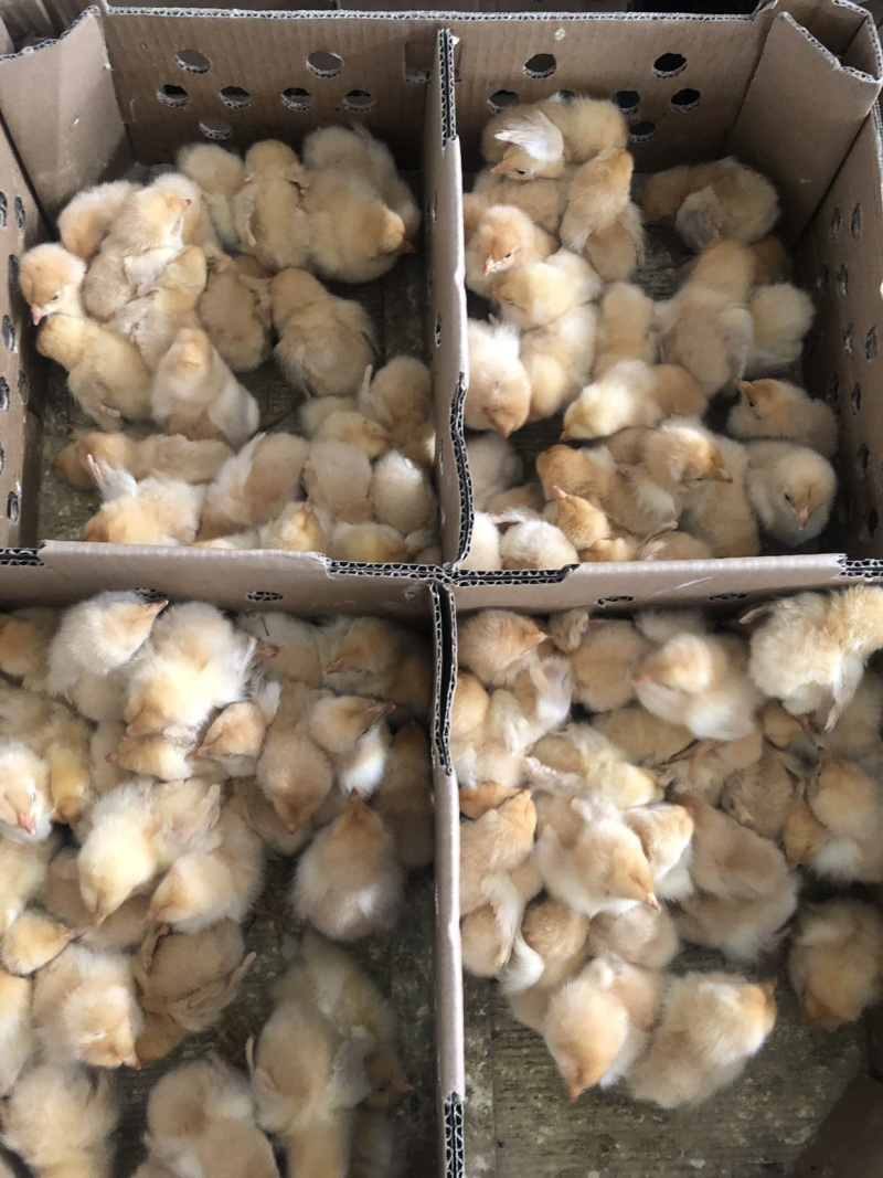 批发麻鸡三黄鸡红毛大公鸡乌肥鸡杂交鸡红玉红肥鸡等鸡苗