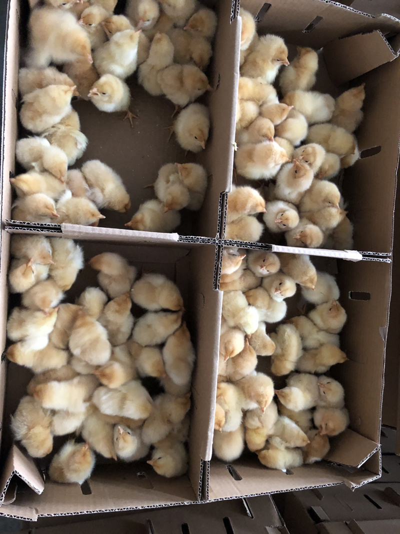 批发麻鸡三黄鸡红毛大公鸡乌肥鸡杂交鸡红玉红肥鸡等鸡苗