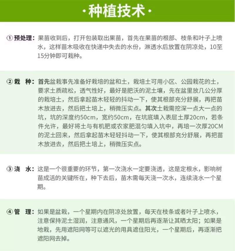 黄晶果苗黄晶果苗台湾新品种四季挂果，营养价值高