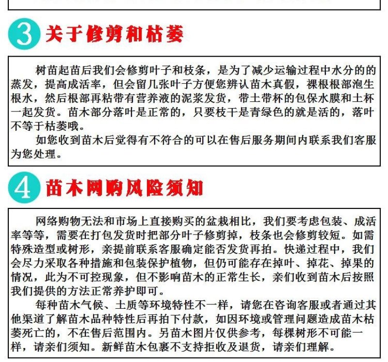 凤梨释迦果苗嫁接苗大果品种