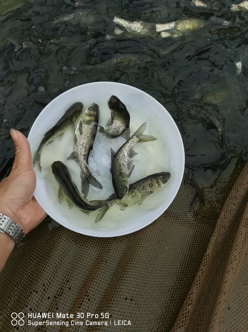 花身大头苗包量包量包安全送达，提供养殖技术
