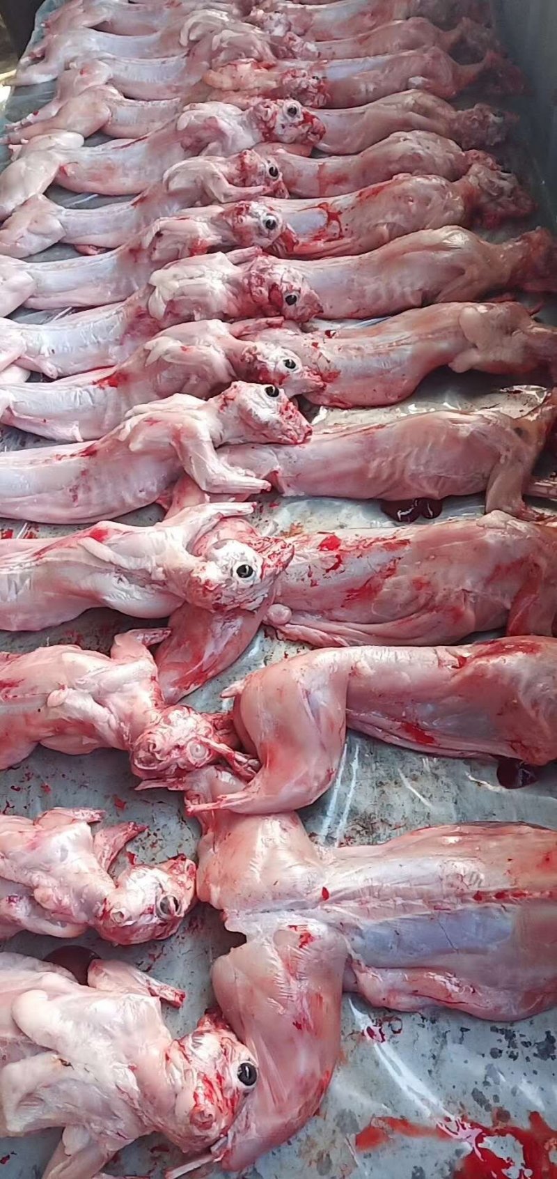 兔肉扒皮兔肉现杀现宰，獭兔肉兔，兔头