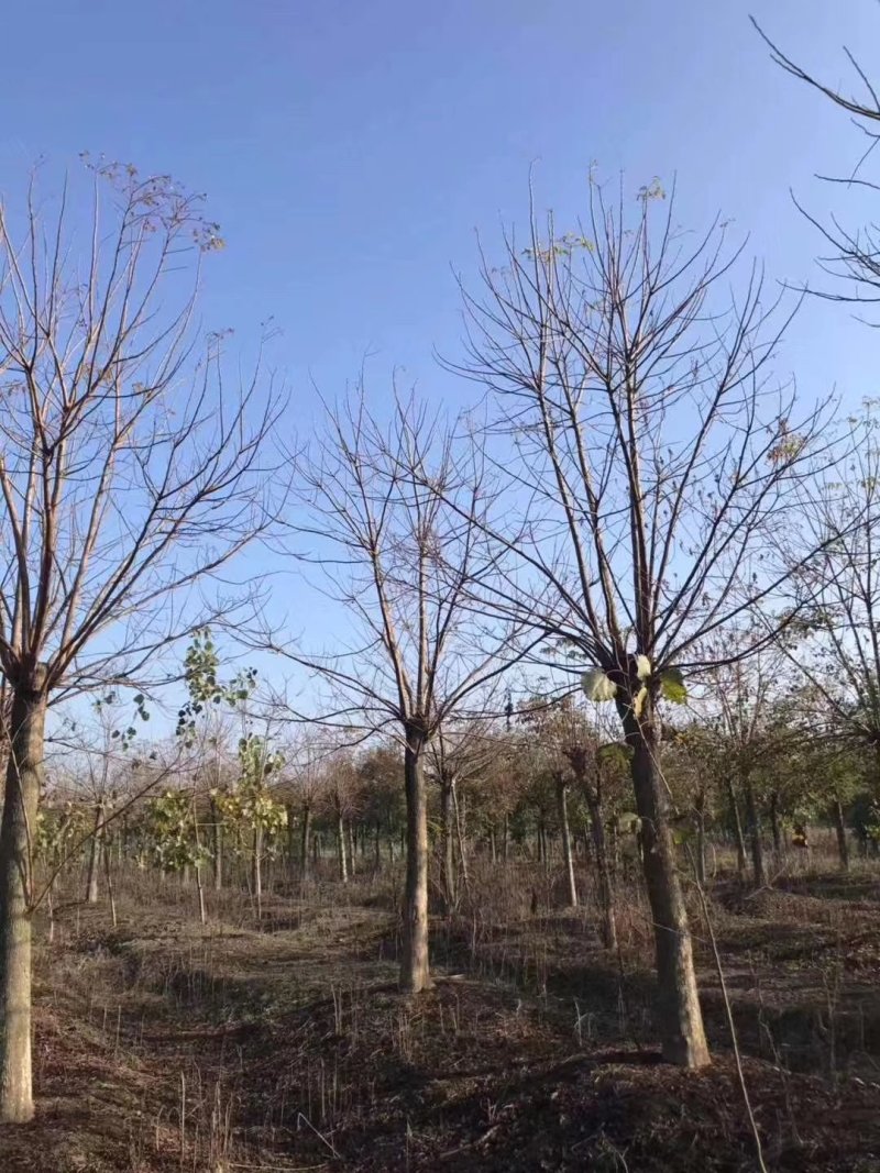 重阳木九江市柴桑区清风园林常年供应各种规格苗木