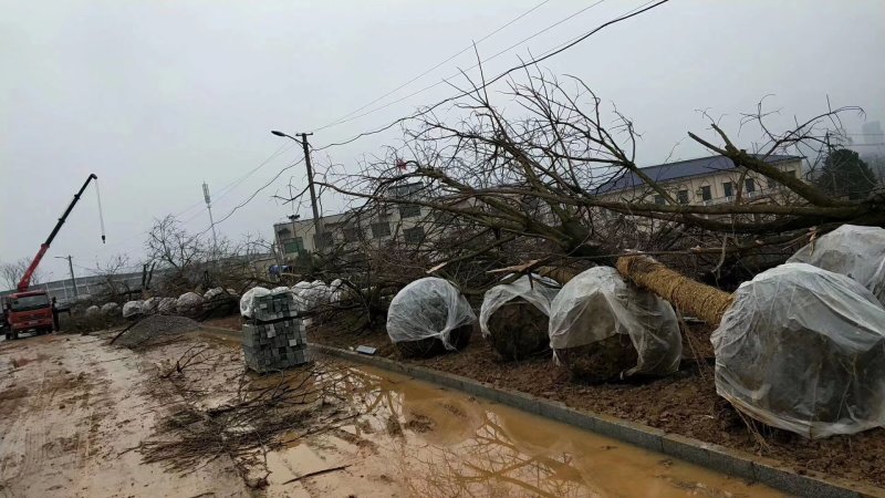 重阳木九江市柴桑区清风园林常年供应各种规格苗木