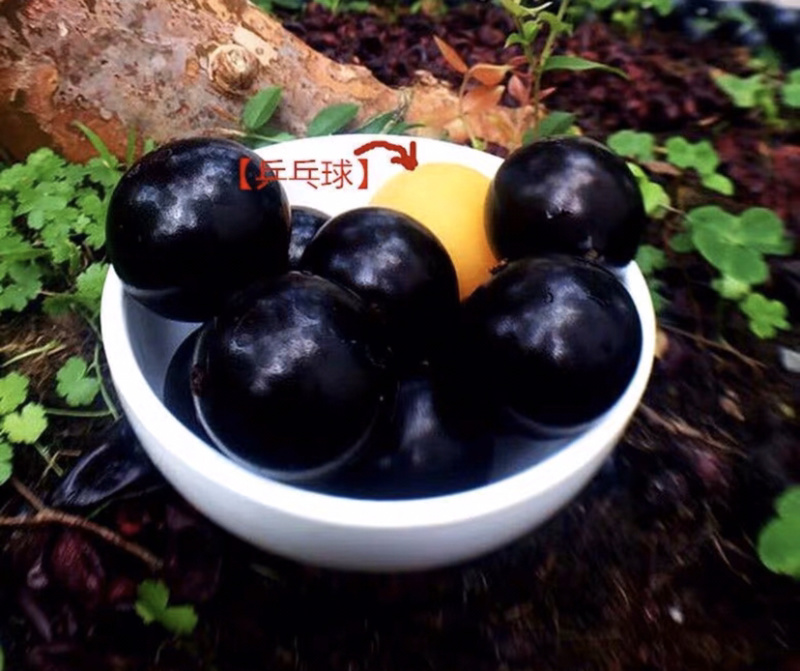 福岗大果嘉宝果量大从优，详情请联系客服