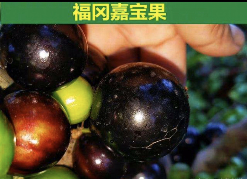 福岗大果嘉宝果量大从优，详情请联系客服