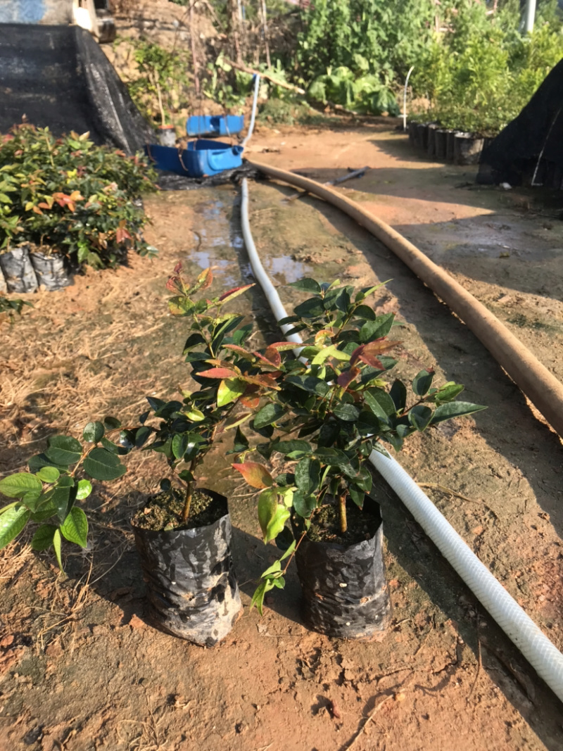 福岗大果嘉宝果量大从优，详情请联系客服