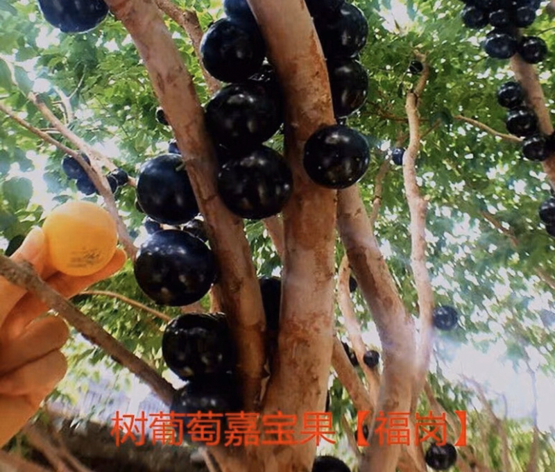 福岗大果嘉宝果量大从优，详情请联系客服