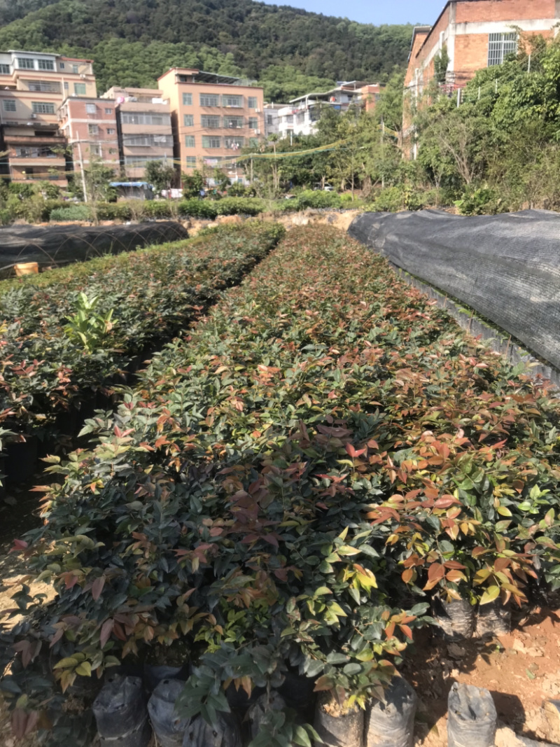 福岗大果嘉宝果量大从优，详情请联系客服