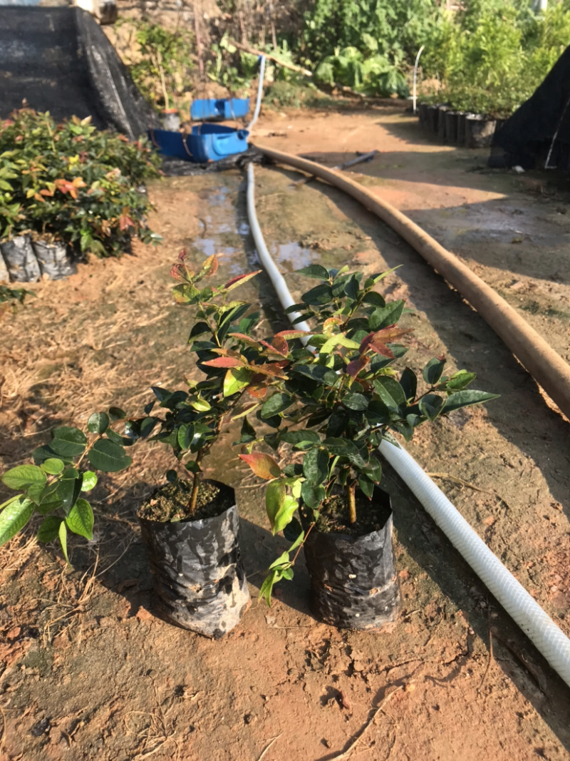 福岗大果嘉宝果量大从优，详情请联系客服