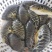 自家虾池养的无毒河豚，鱼不会杀可包杀
