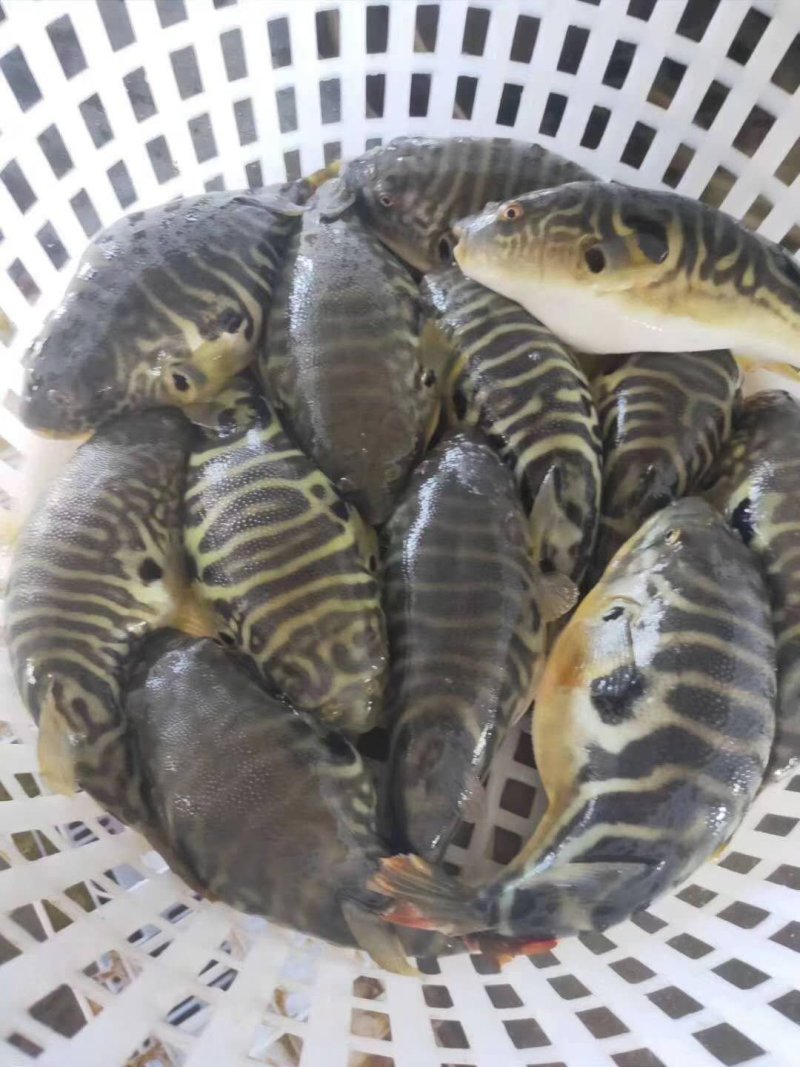 自家虾池养的无毒河豚，鱼不会杀可包杀