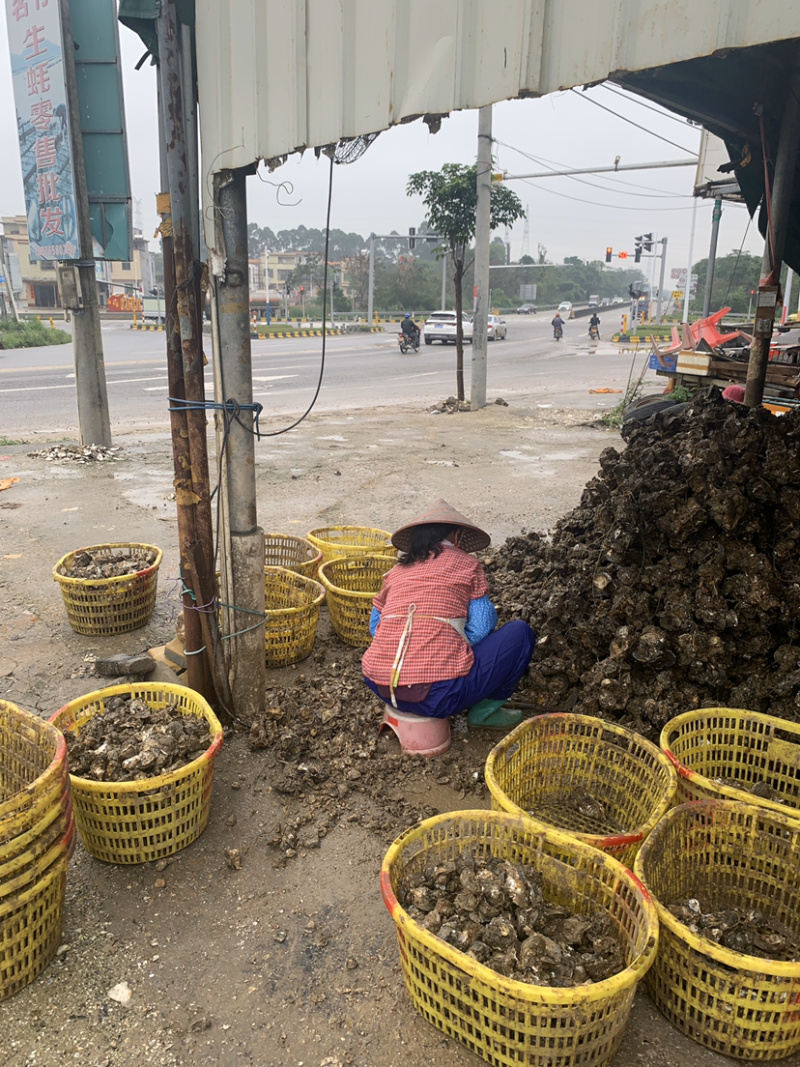 阳江程村蚝批发，自家养殖价格厚道，质量保证！