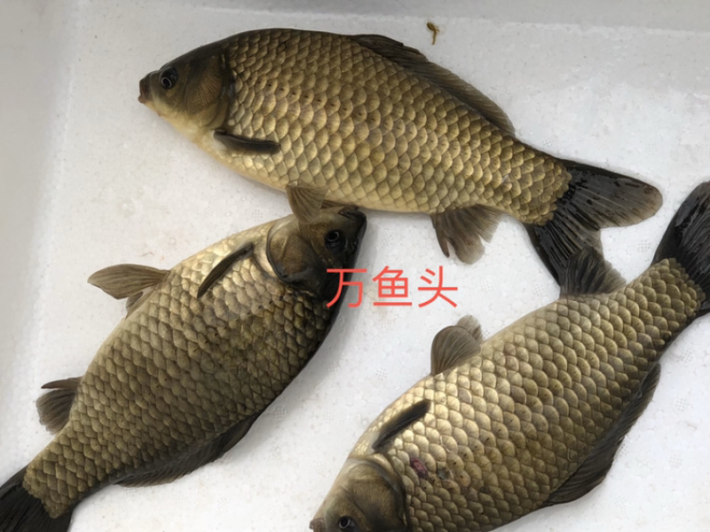 江苏盐城大丰黄金鲫、鲤鲫、专业垂钓配送。