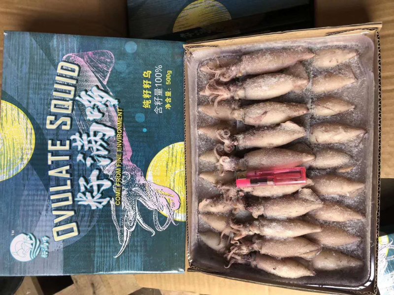 海兔鲜冻，单冻海兔，，笔管鱼