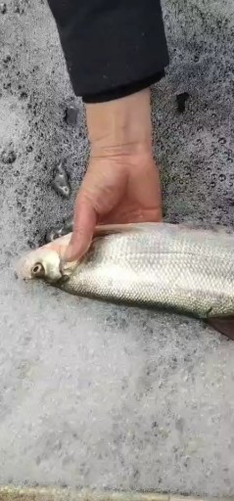 适合下钓场，成活率高物美价廉