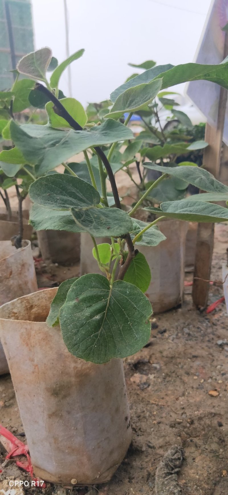 包邮正品【广西灵山县红心猕猴桃杯苗】/直销