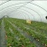 蔬菜大棚大棚骨架。蔬菜养殖养鸡温室大棚。大棚专用