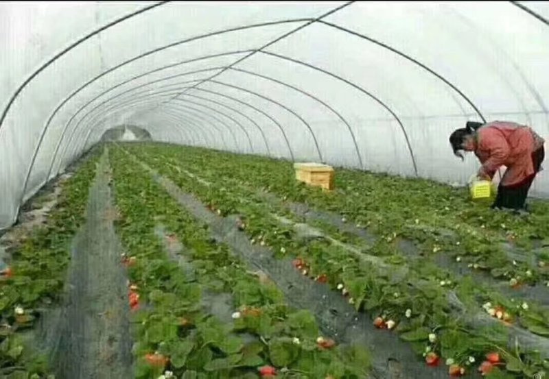 蔬菜大棚大棚骨架。蔬菜养殖养鸡温室大棚。大棚专用