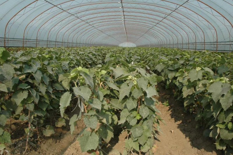 蔬菜大棚大棚骨架。蔬菜养殖养鸡温室大棚。大棚专用