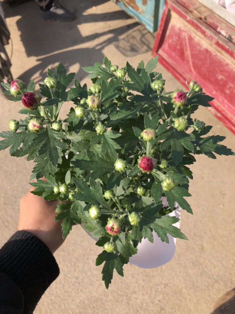 荷兰菊颜色多青州基地出货质量好价格优