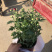 荷兰菊颜色多青州基地出货质量好价格优