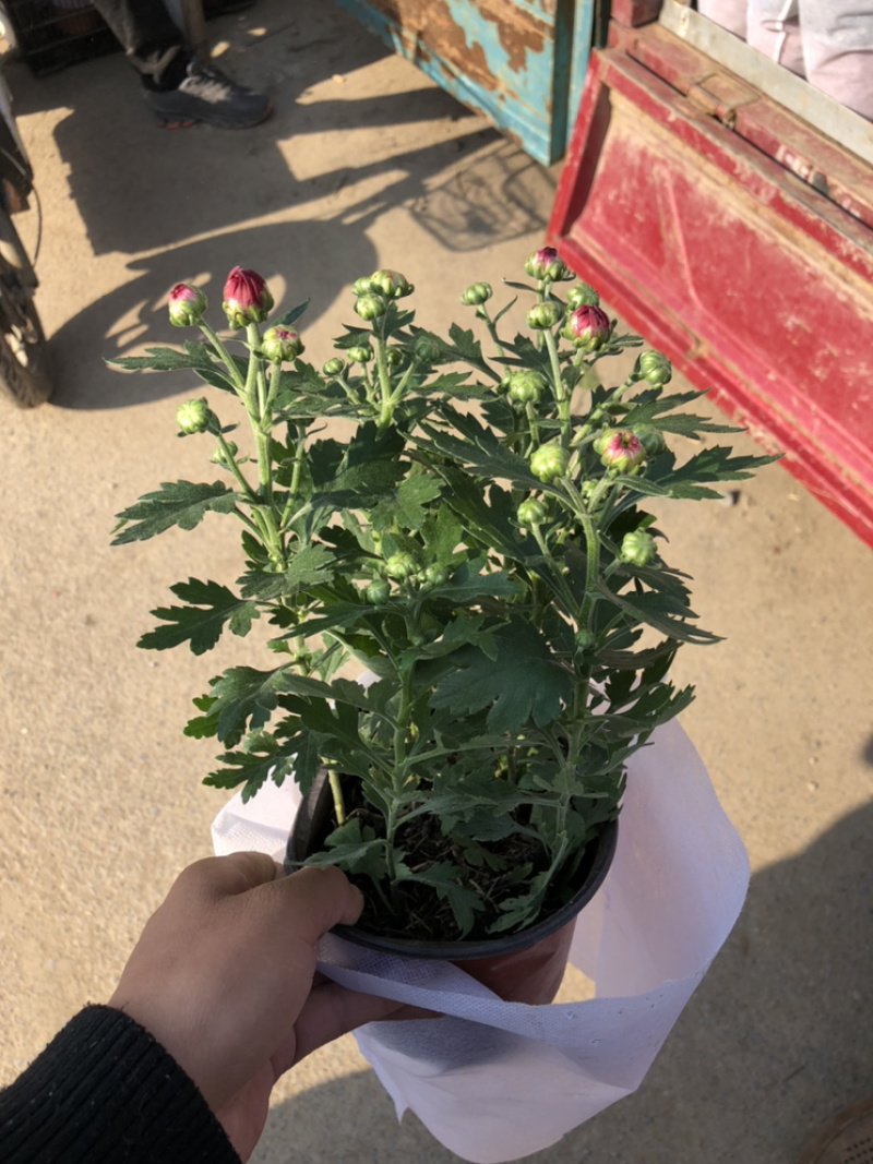 荷兰菊颜色多青州基地出货质量好价格优
