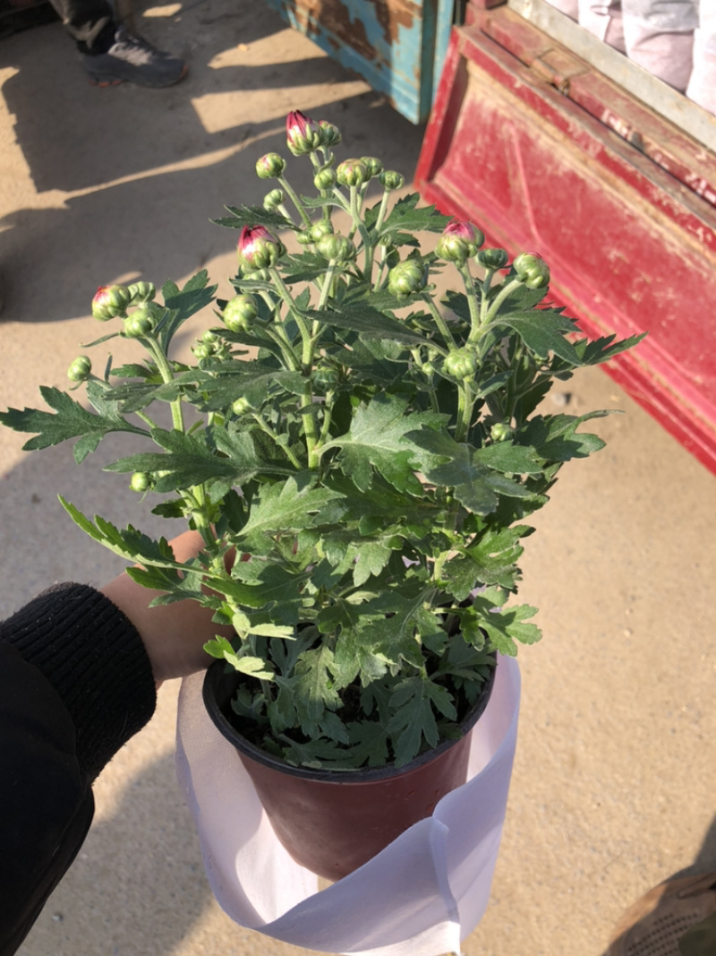 荷兰菊颜色多青州基地出货质量好价格优