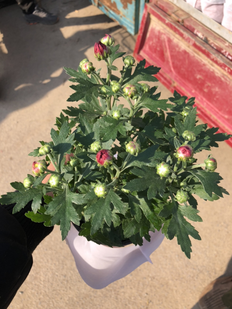 荷兰菊颜色多青州基地出货质量好价格优