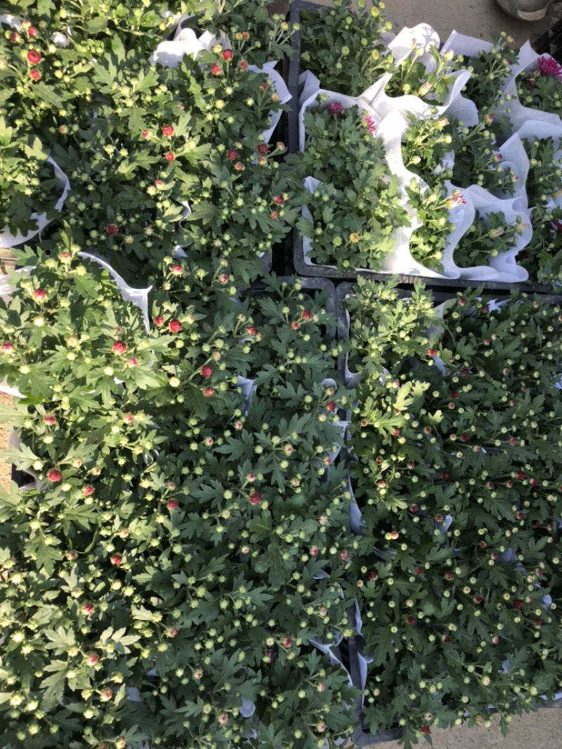 荷兰菊颜色多青州基地出货质量好价格优